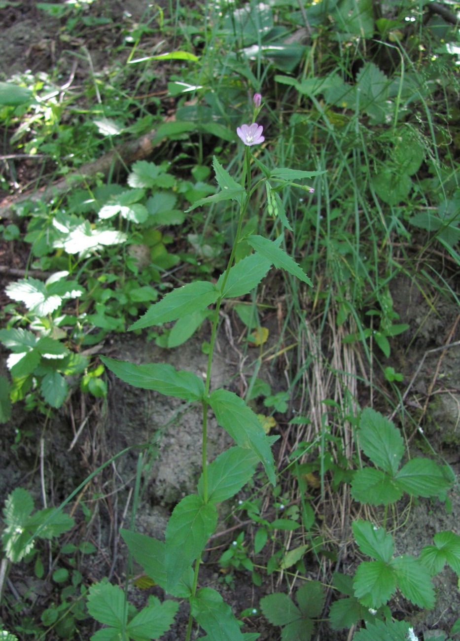Image of Epilobium montanum specimen.