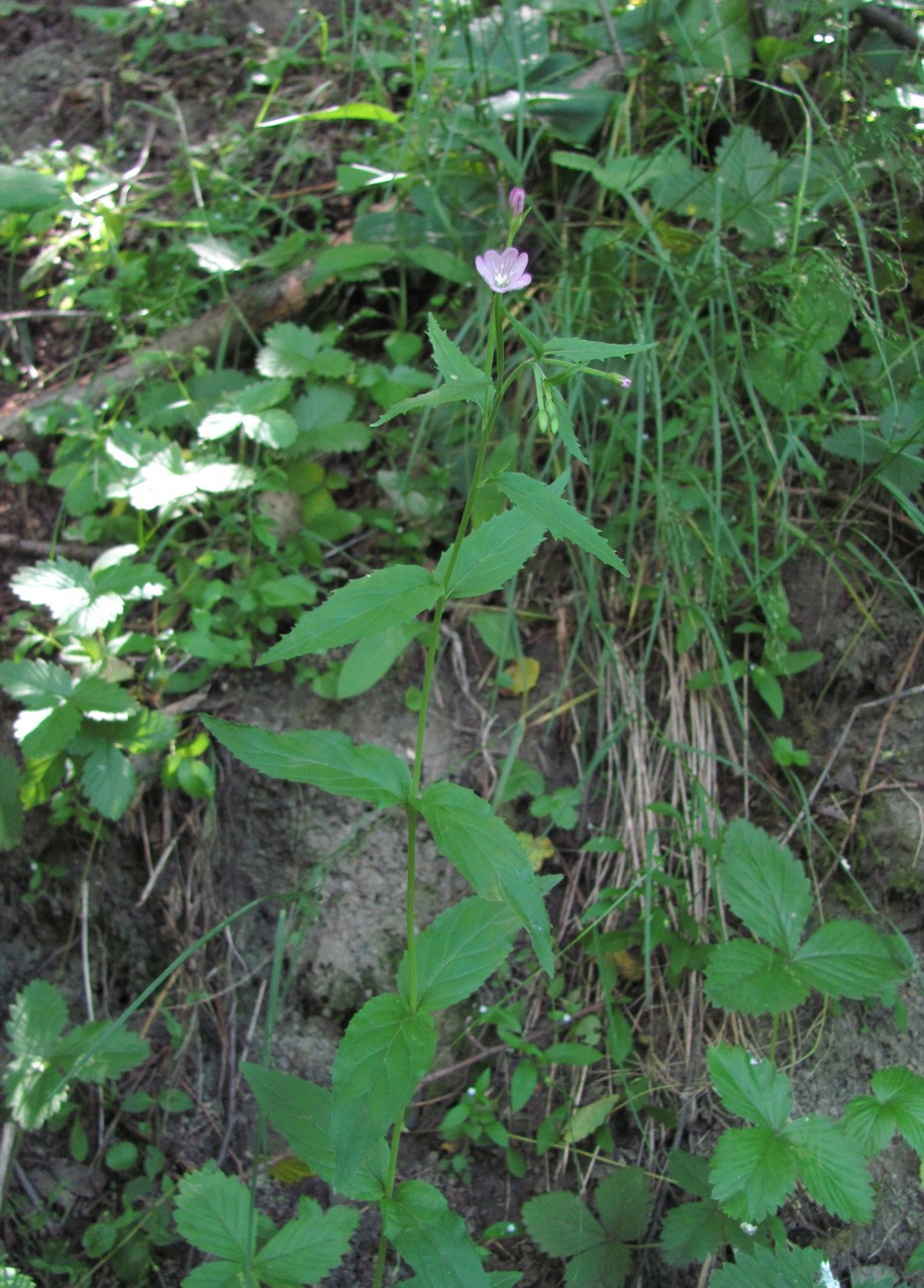 Изображение особи Epilobium montanum.