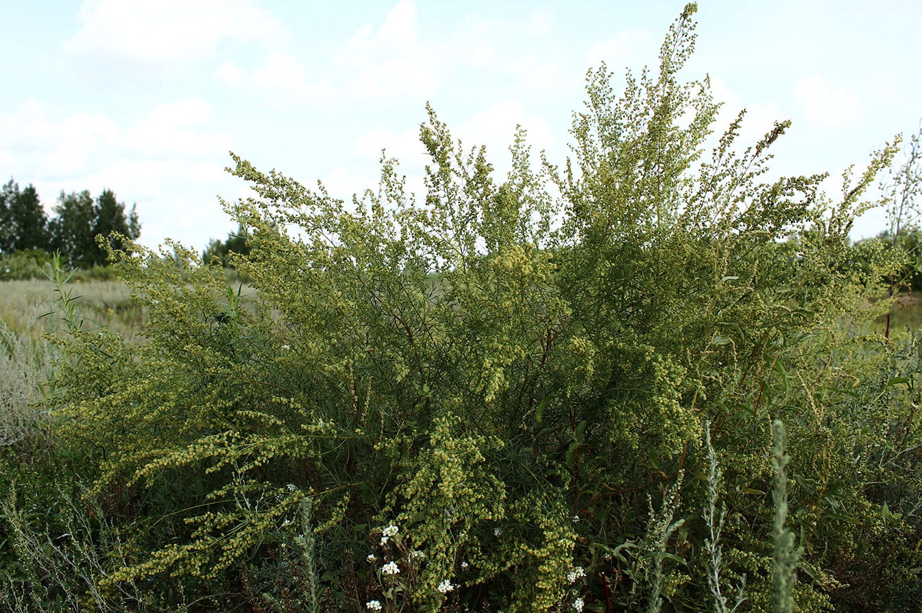 Изображение особи Artemisia dracunculus.