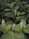 Phytolacca acinosa. Верхушка цветущего растения. Москва, Ботанический сад МГУ.