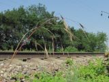Anisantha sterilis