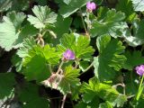 Geranium rotundifolium