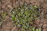 Veronica persica