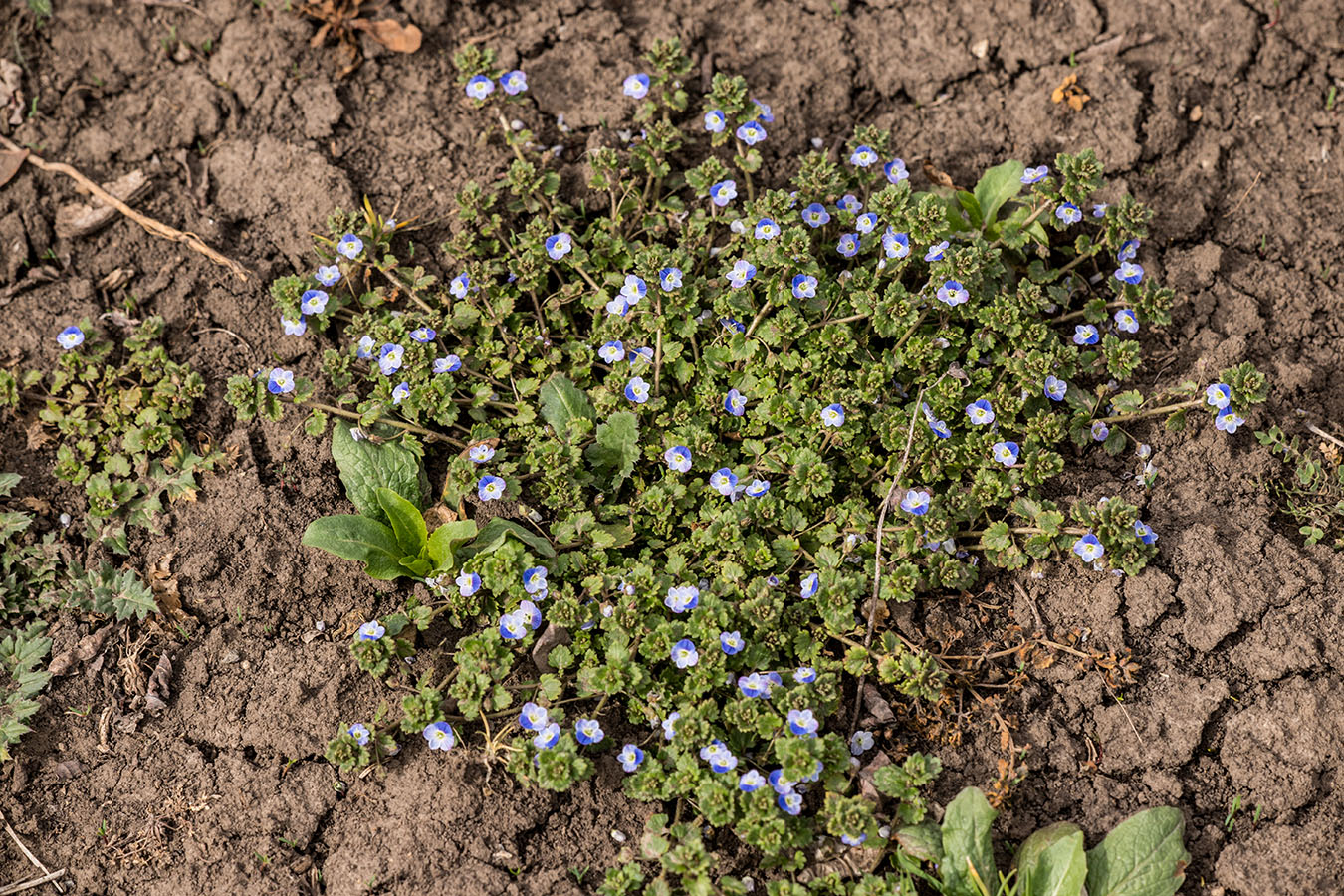 Image of Veronica persica specimen.