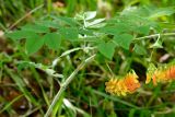 Vicia crocea