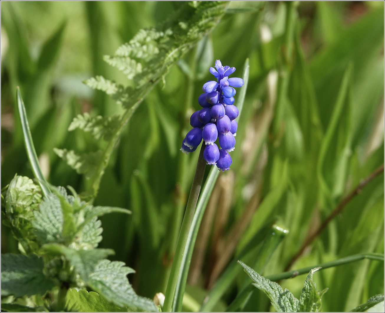 Изображение особи род Muscari.