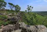 Crataegus pinnatifida