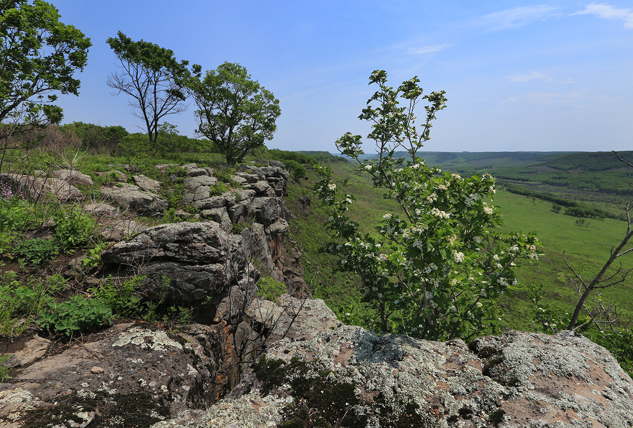 Image of Crataegus pinnatifida specimen.