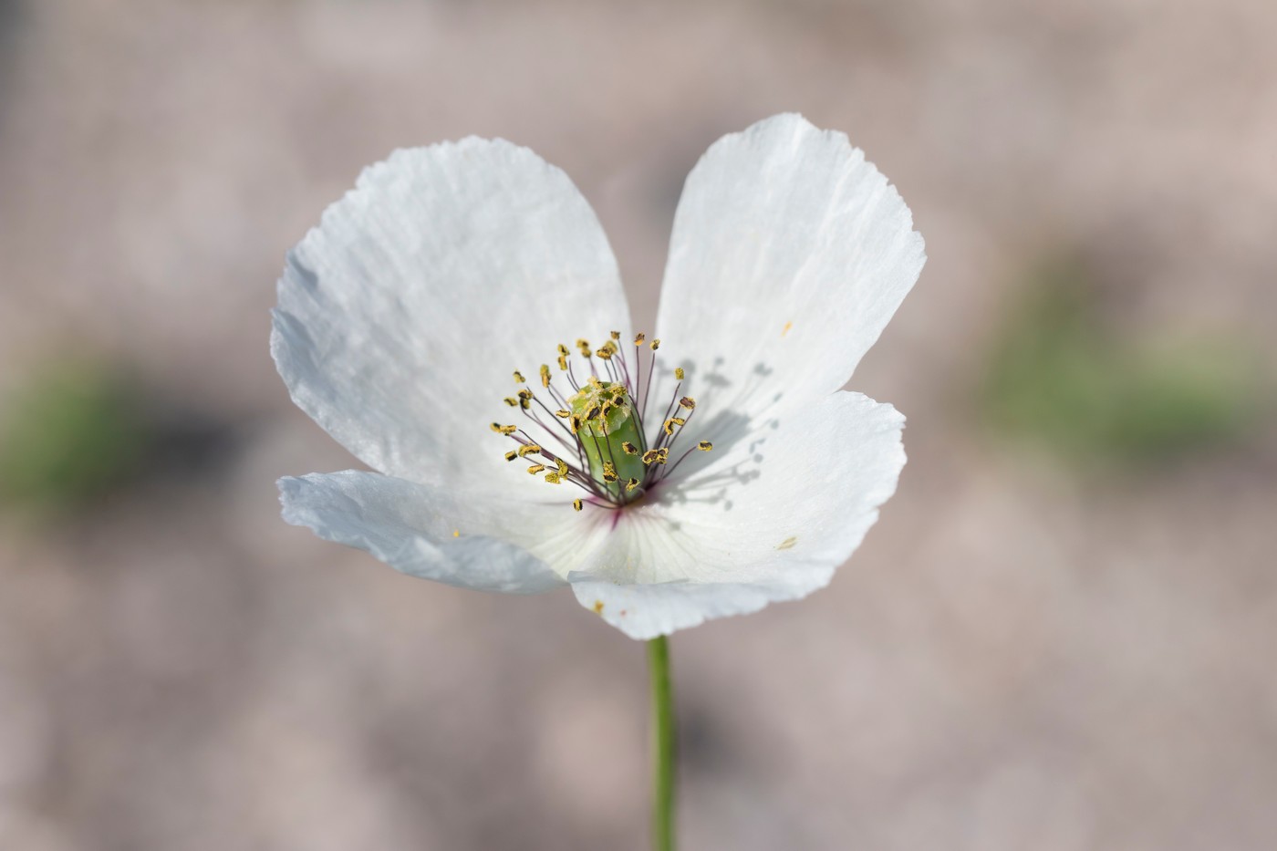 Image of Papaver albiflorum specimen.