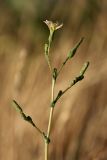 Lactuca serriola. Верхушка расцветающего растения. Южный Казахстан, нижний Боролдай, 2 км выше пос. Коктюбе. 23.06.2010.