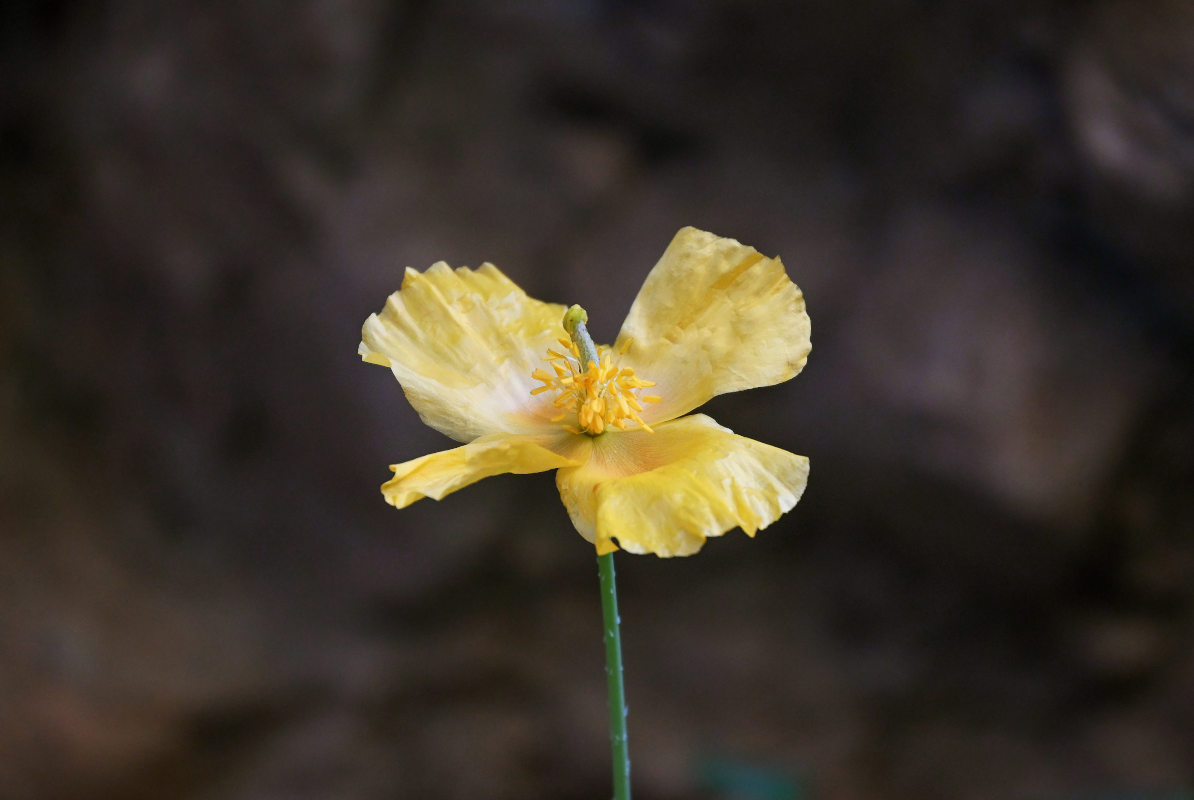 Image of Glaucium squamigerum specimen.