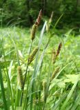 Carex acutiformis