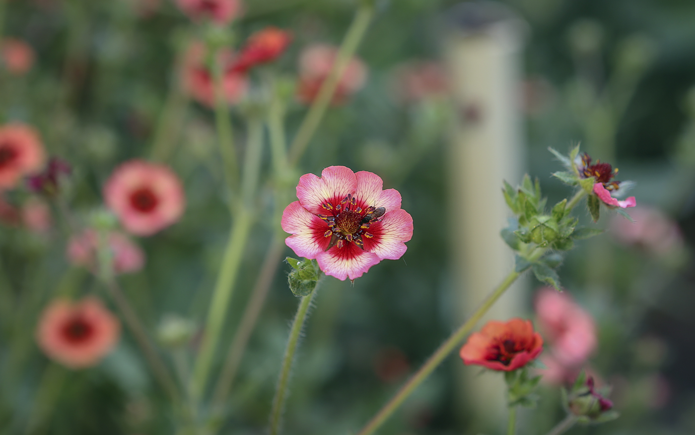 Image of Potentilla nepalensis specimen.