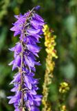 Campanula rapunculoides