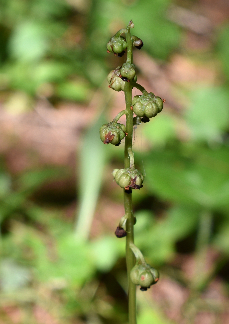 Image of Pyrola minor specimen.