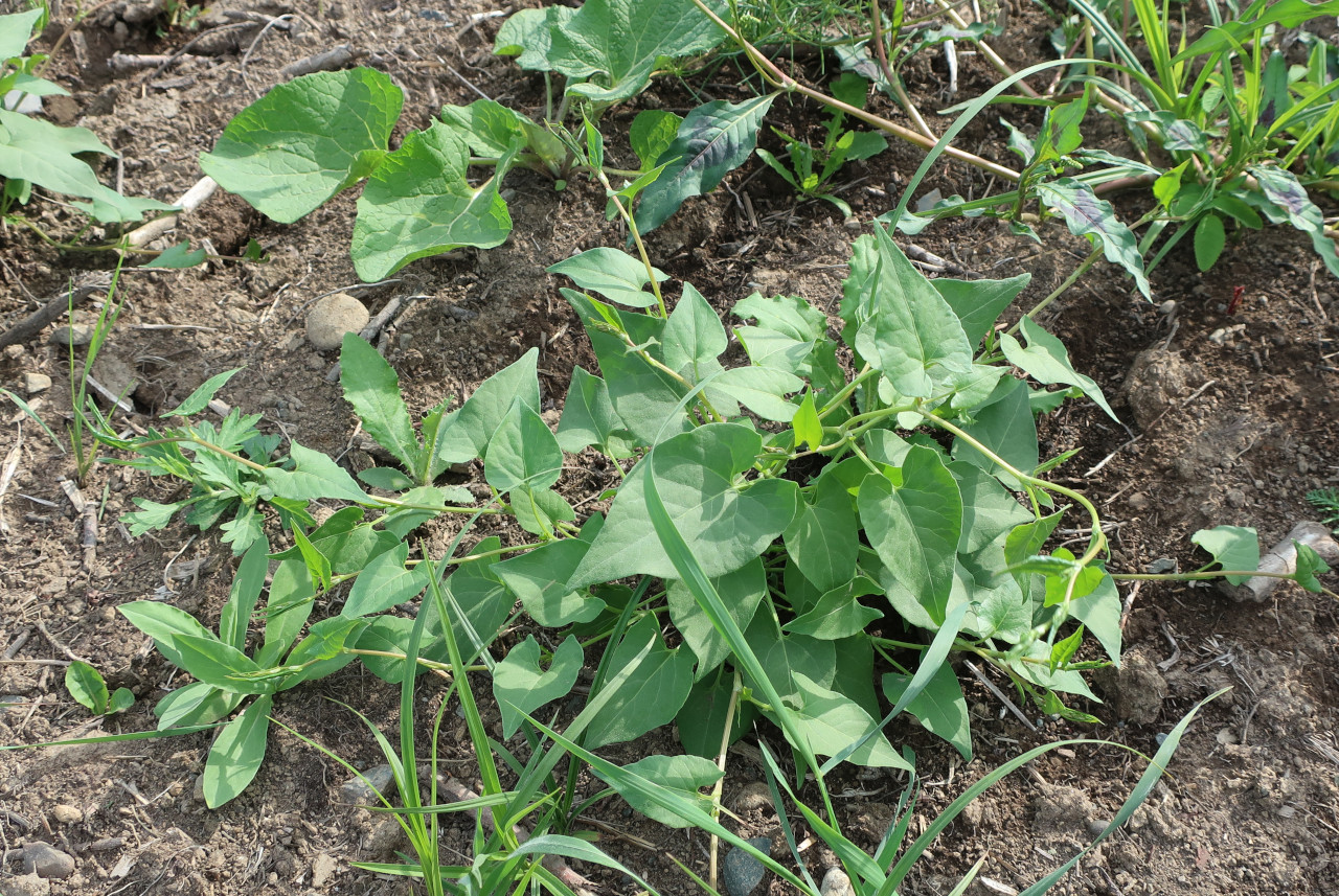 Image of Fallopia convolvulus specimen.