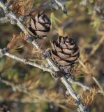 Larix sibirica. Шишки на высохшей ветви. Ханты-Мансийский автономный округ — Югра, Октябрьский р-н, сельское поселение Курымкары, окр. пос. Горнореченск, правый берег р. Обь, смешанный лес. 03.09.2022.