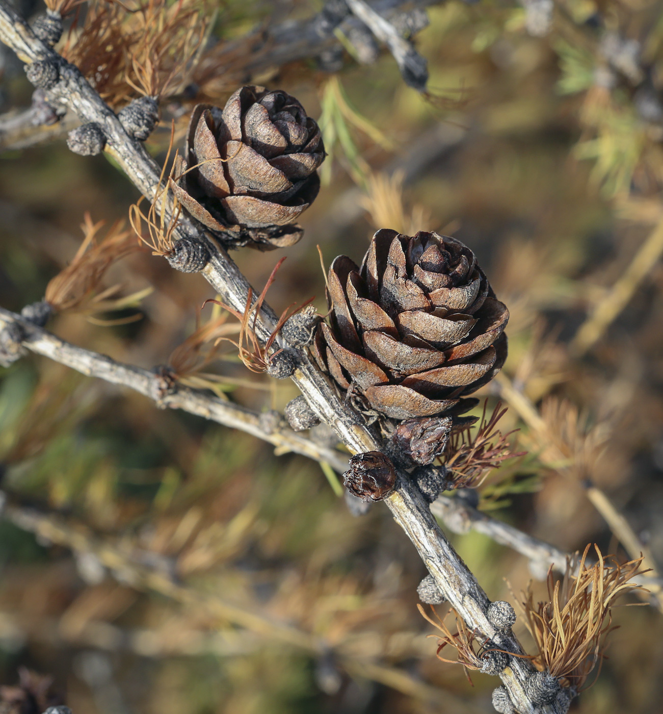 Image of Larix sibirica specimen.