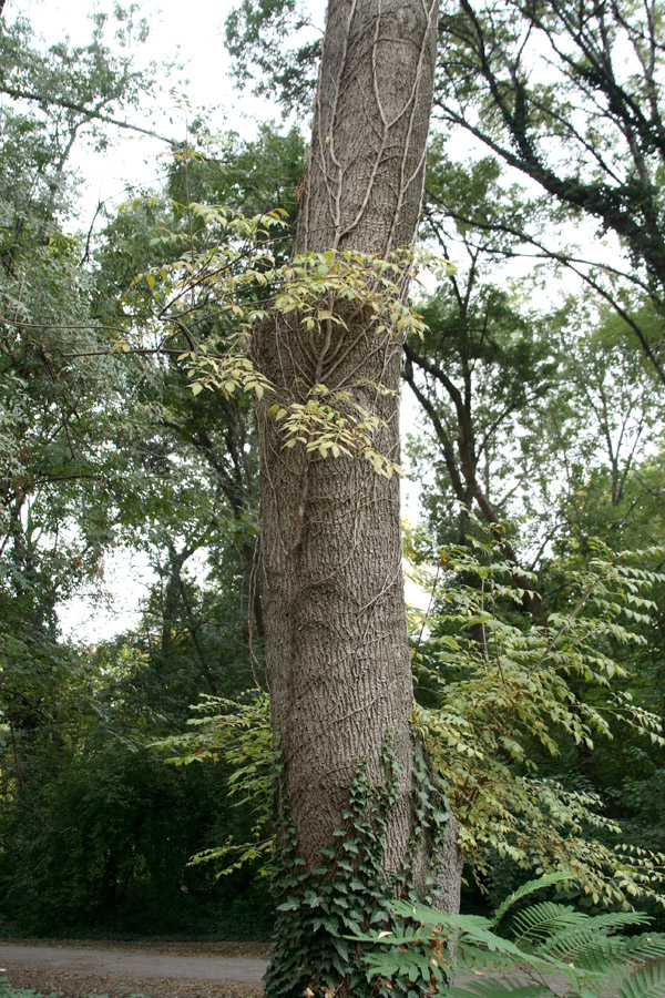 Изображение особи Fraxinus pallisae.