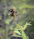 Thalictrum flavum. Соплодие с галлами. Ханты-Мансийский автономный округ — Югра, Октябрьский р-н, сельское поселение Курымкары, окр. пос. Горнореченск, правый берег р. Обь, разнотравный луг. 03.09.2022.