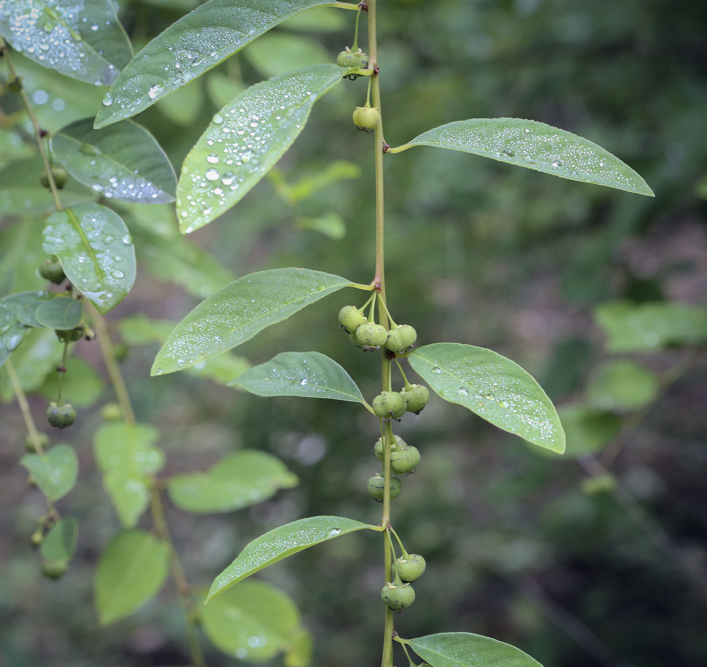 Изображение особи Flueggea suffruticosa.