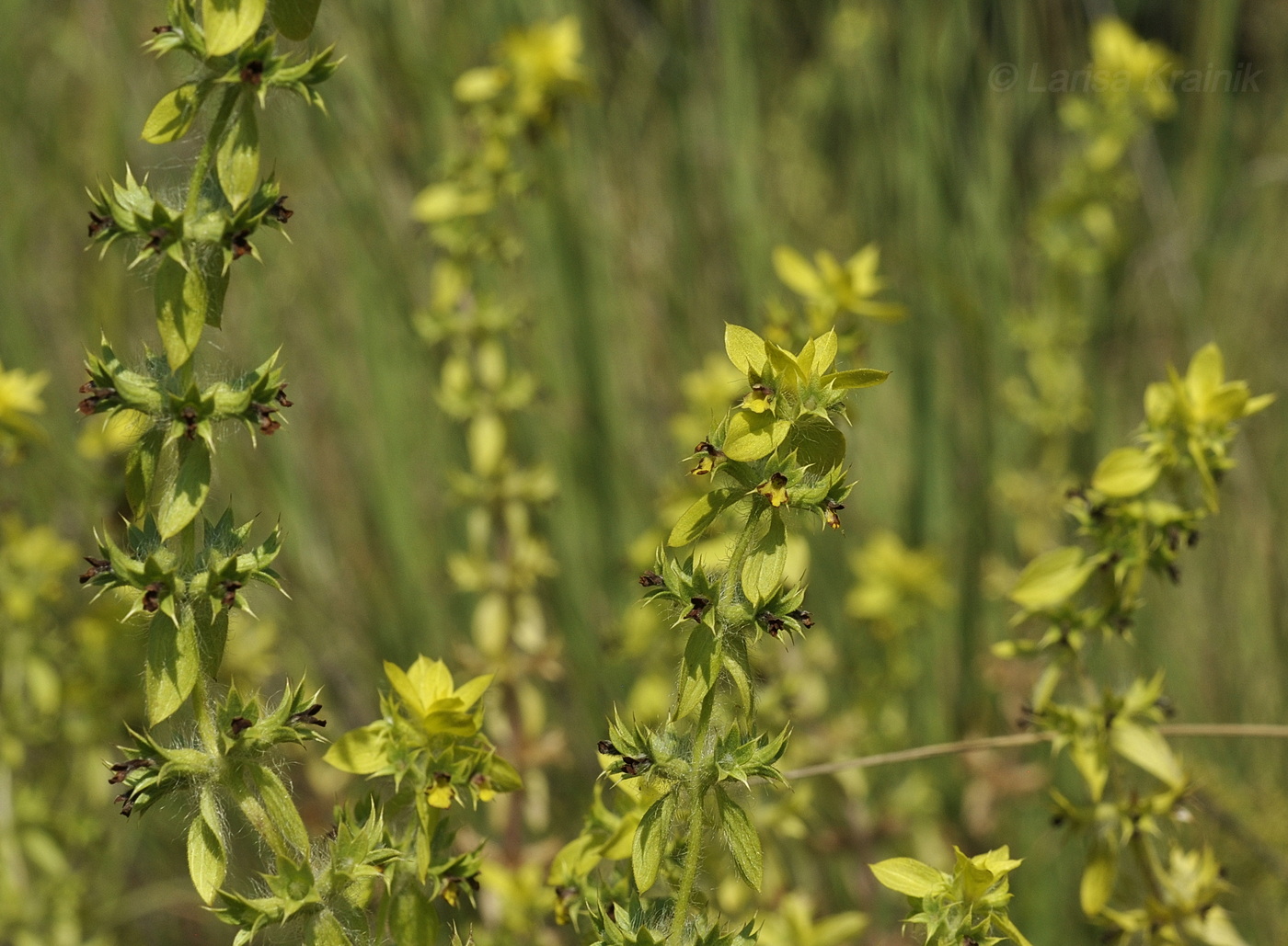 Image of Sideritis montana specimen.