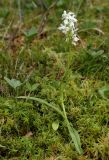 Dactylorhiza fuchsii