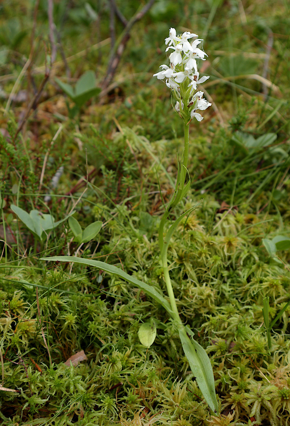 Image of Dactylorhiza fuchsii specimen.