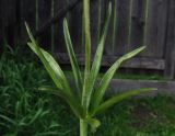 Fritillaria sajanensis