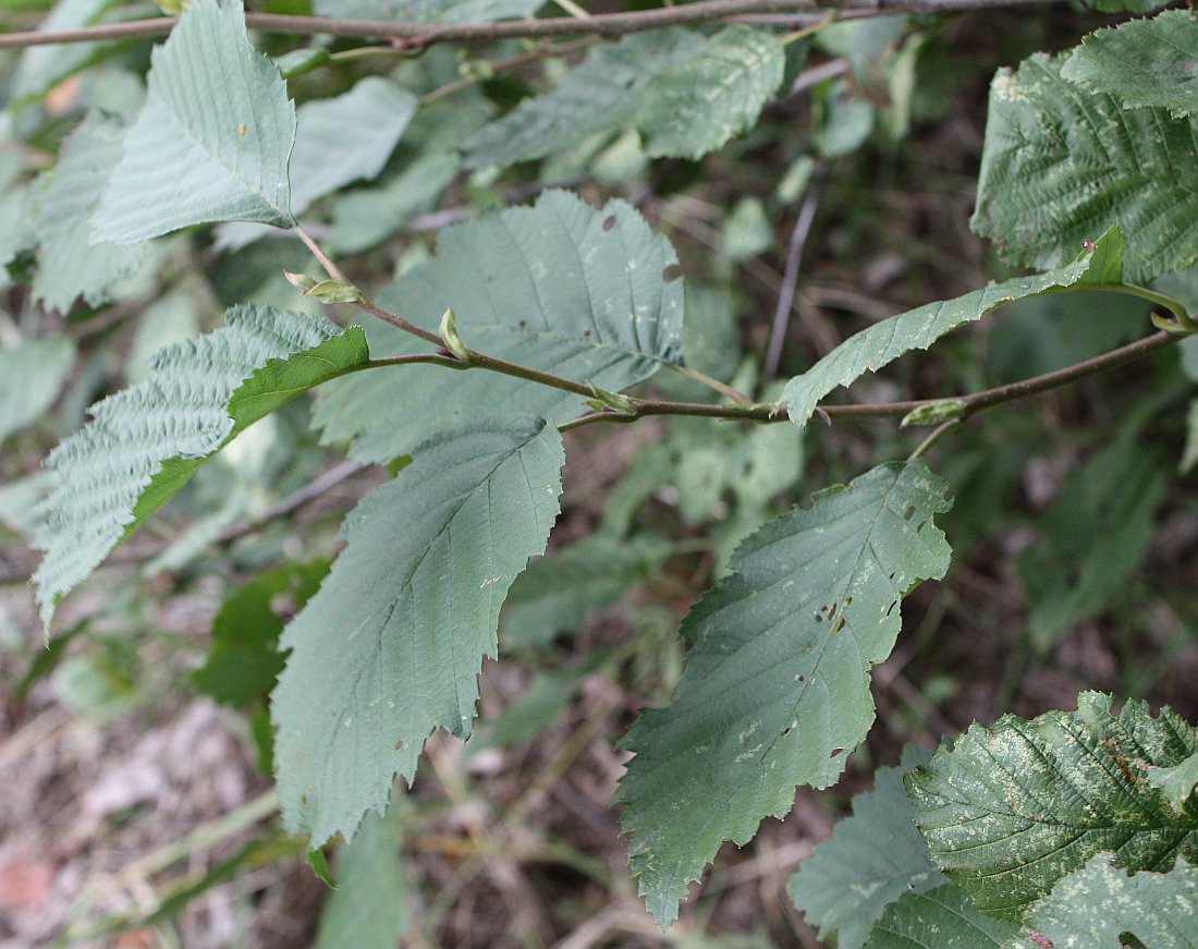 Изображение особи Alnus kolaensis.