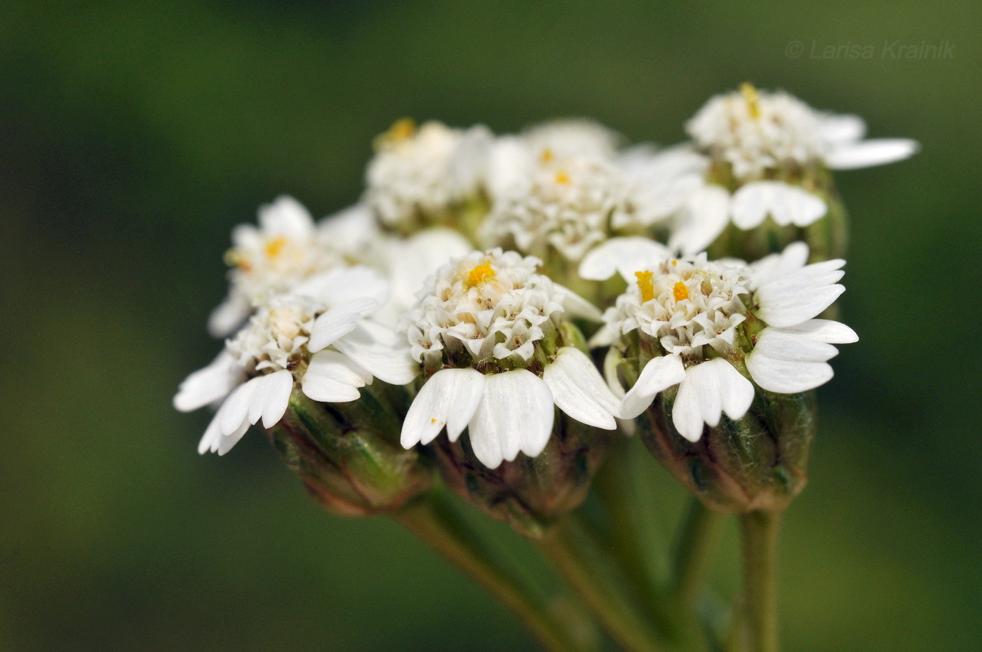 Image of Achillea ptarmicoides specimen.