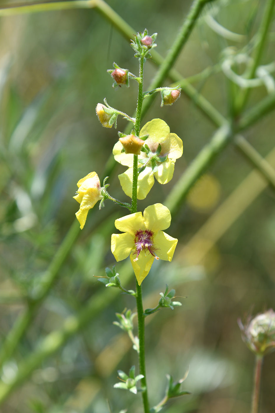 Image of Verbascum blattaria specimen.