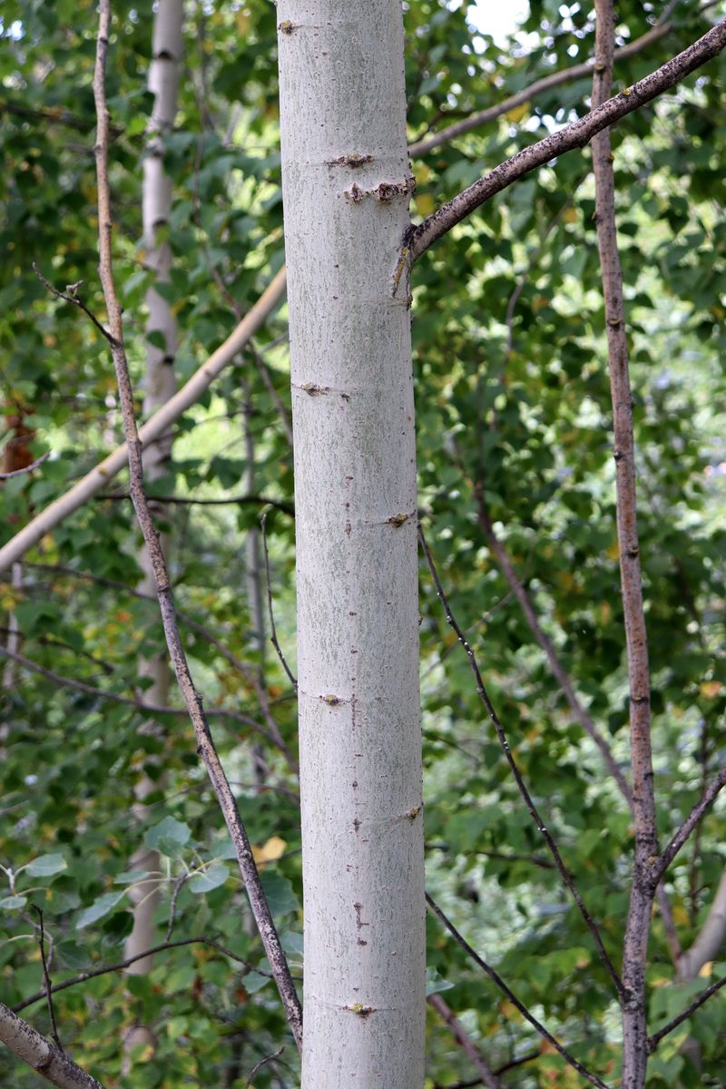 Изображение особи Populus &times; canescens.