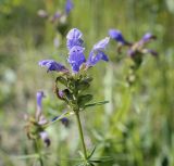 Dracocephalum ruyschiana. Соцветие. Пермский край, Оханский р-н, Тулумбаихинское сельское поселение, Кунчурихинский бор, старая вырубка. 17.07.2022.