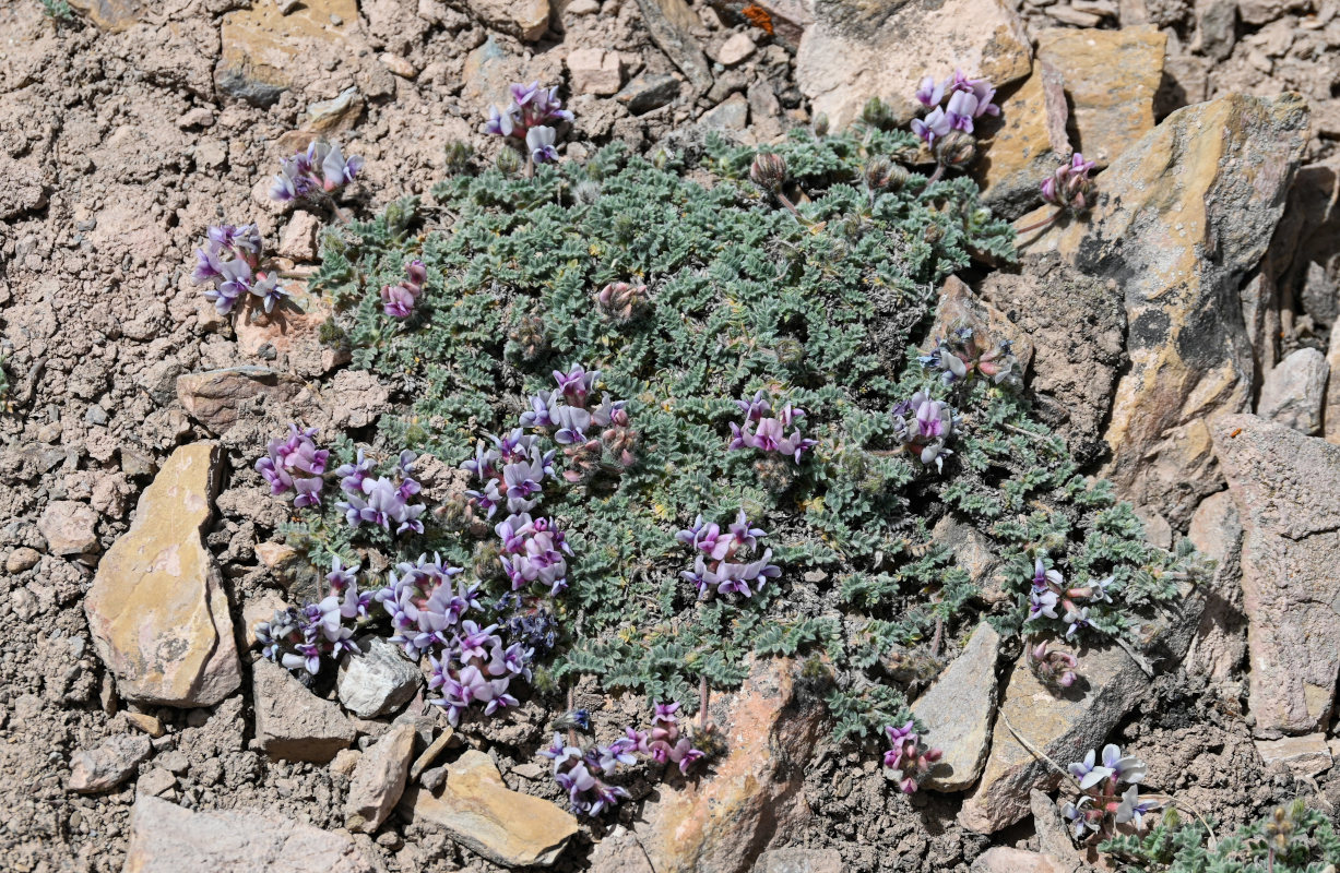 Image of Oxytropis alajica specimen.