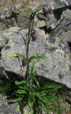Gastrolychnis tristis. Цветущее растение. Тува, хр. Обручева, р. Сынак. 12.07.2010.