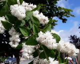 Deutzia scabra разновидность candidissima. Ветвь с цветками. Краснодарский край, м/о Анапа, пос. Витязево, центр, в озеленении. 04.06.2021.