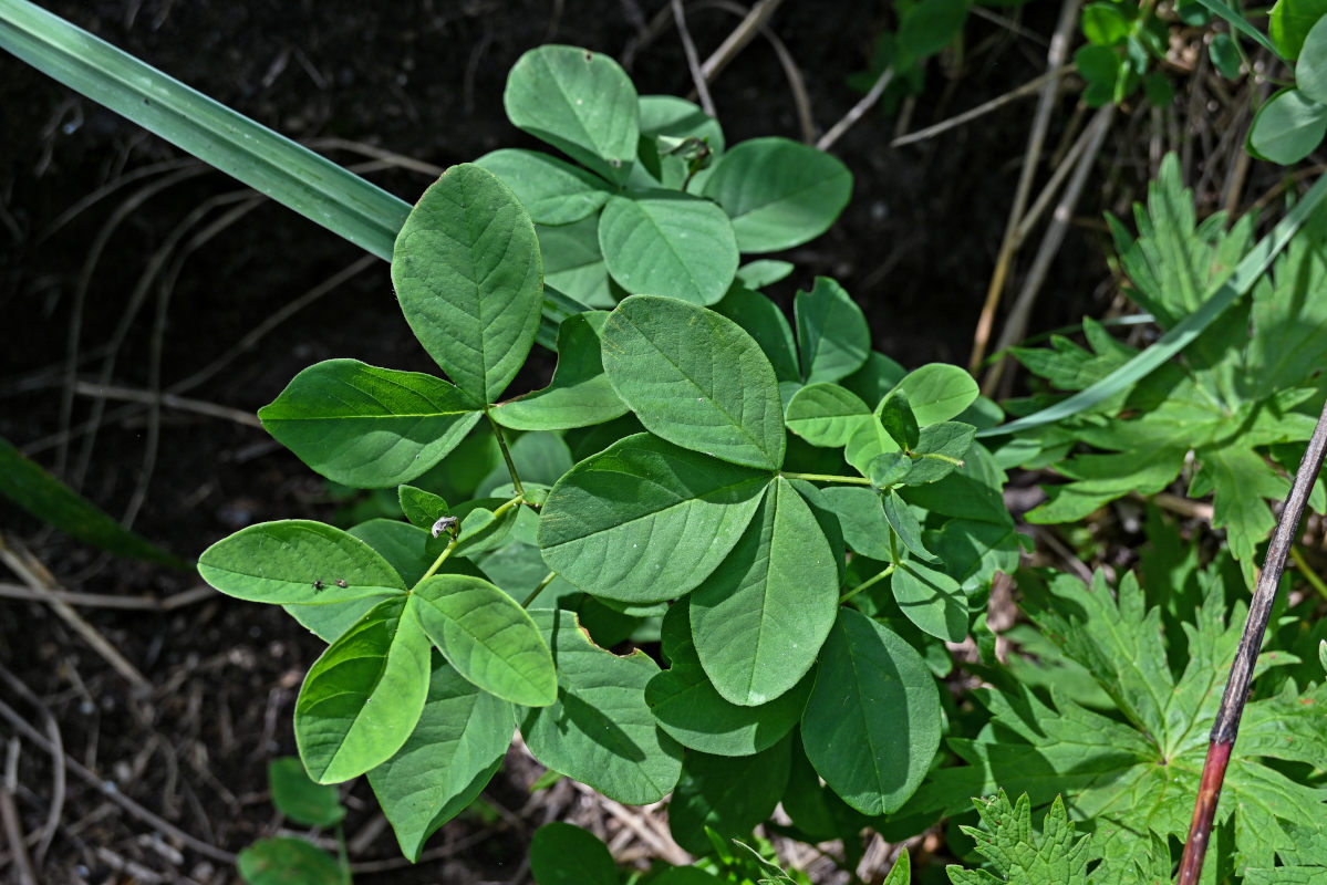 Image of Thermopsis lupinoides specimen.