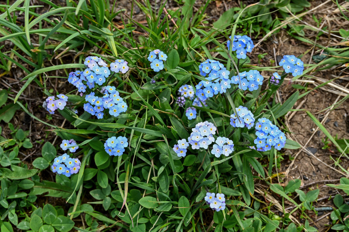 Изображение особи Myosotis alpestris.