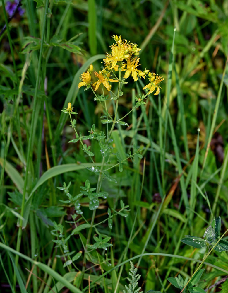 Изображение особи Hypericum perforatum.