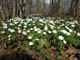 Anemone nemorosa. Цветущие растения. Санкт-Петербург, Дудергофские высоты, широколиственный лес. 26.04.2023.