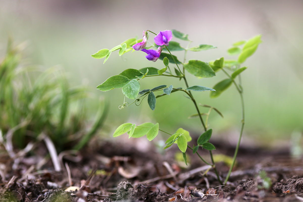 Image of Lathyrus humilis specimen.