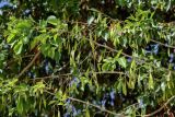 Dalbergia sissoo. Верхушка ветви с незрелыми плодами. Египет, мухафаза Асуан, г. Ком-Омбо, в культуре. 05.05.2023.