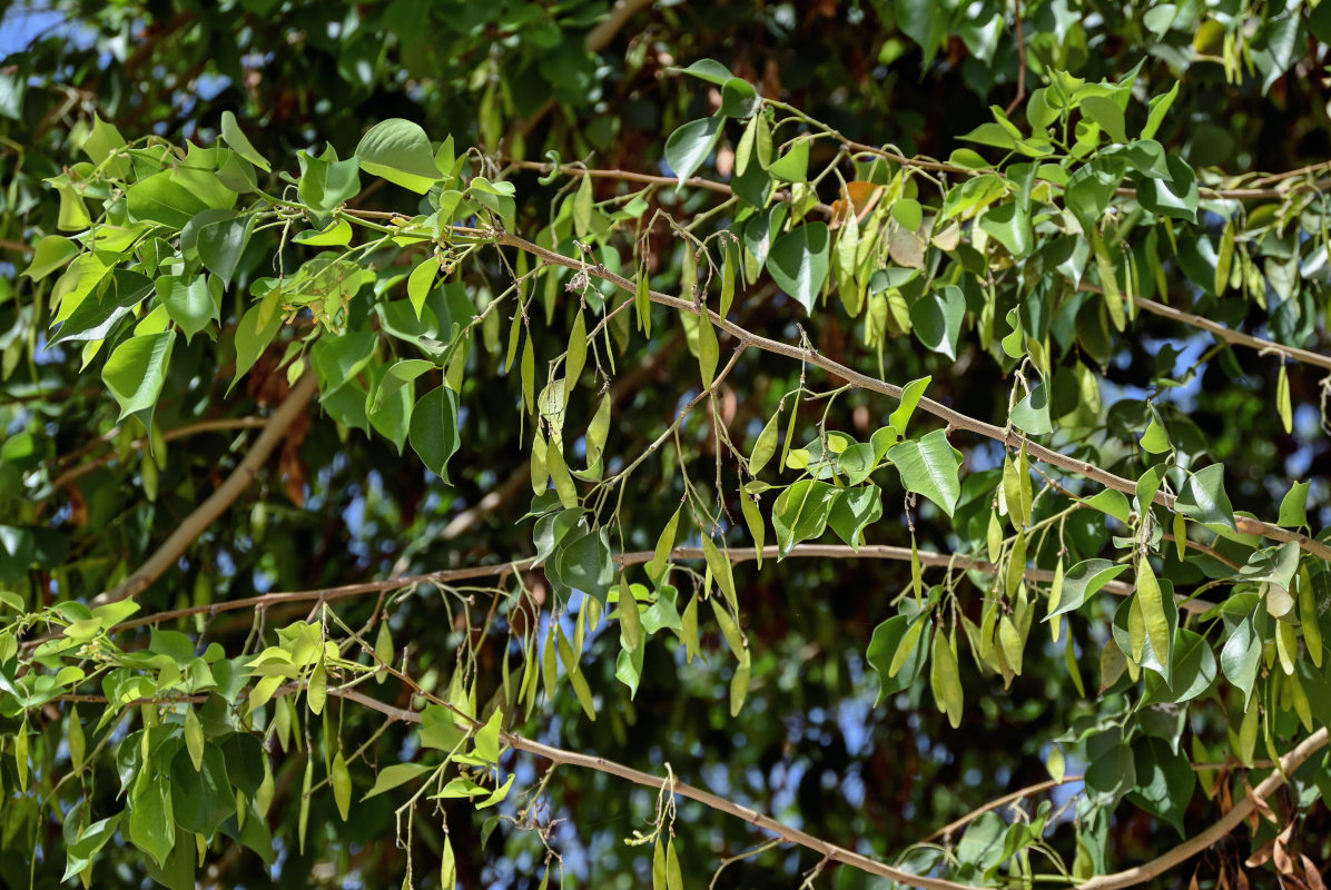 Изображение особи Dalbergia sissoo.