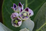 Calotropis procera. Цветки. Египет, мухафаза Кена, г. Луксор, у дороги. 07.05.2023.