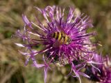 Centaurea apiculata