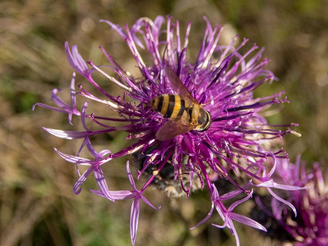Изображение особи Centaurea scabiosa.