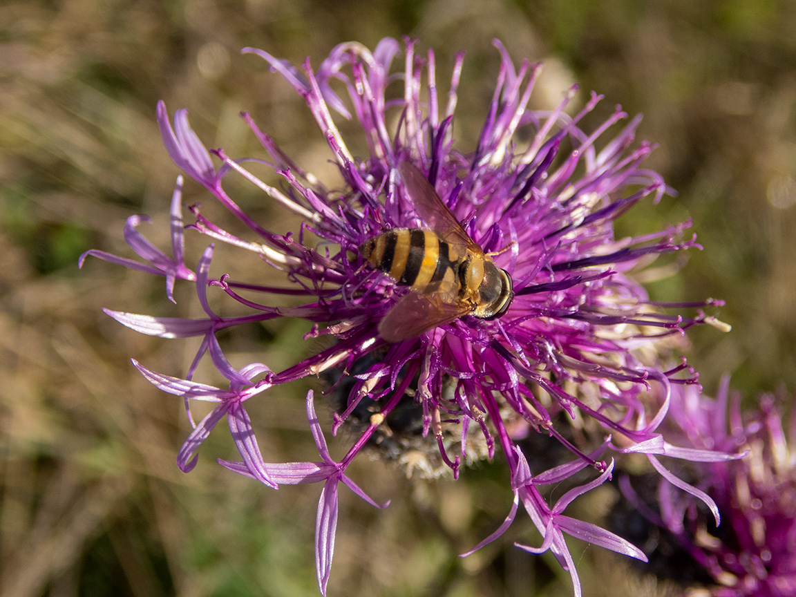 Изображение особи Centaurea apiculata.