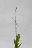 Plantago lanceolata. Цветущее растение. Республика Молдова, пригород Кишинёва. 1 июня 2010 г.