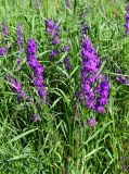 Delphinium hispanicum